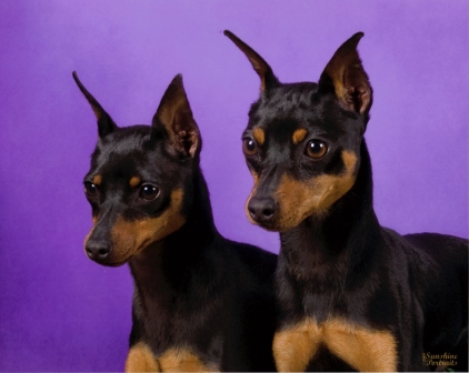 teacup mini pinscher